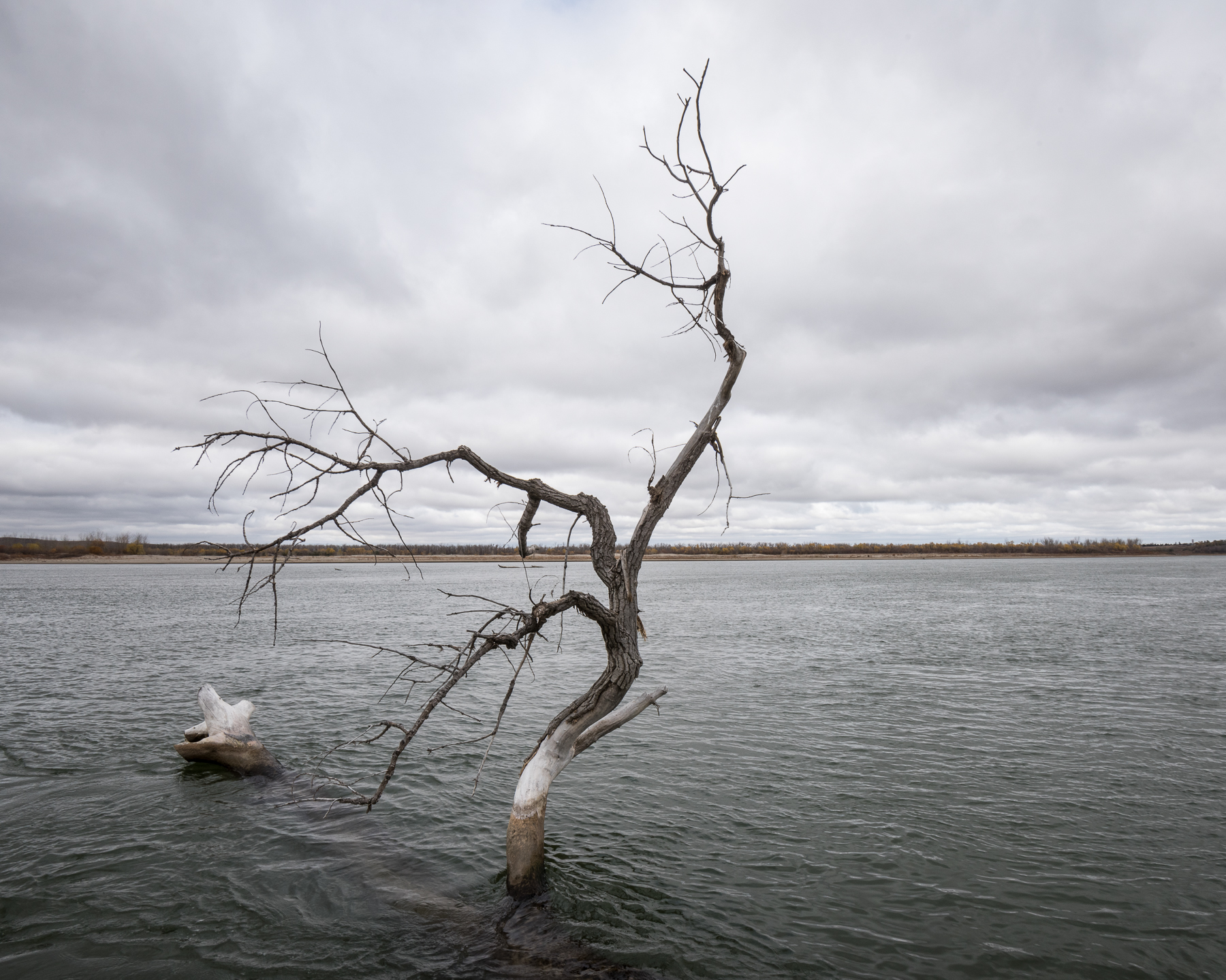 photograph of a lone lifeless tree in the middle of a lake